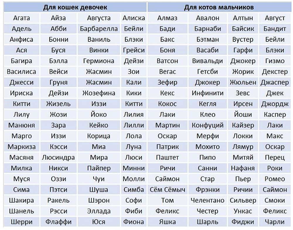 Как назвать котенка мальчика имя. Имена для кошек. Кличка. Кошачье имяддля девочки.